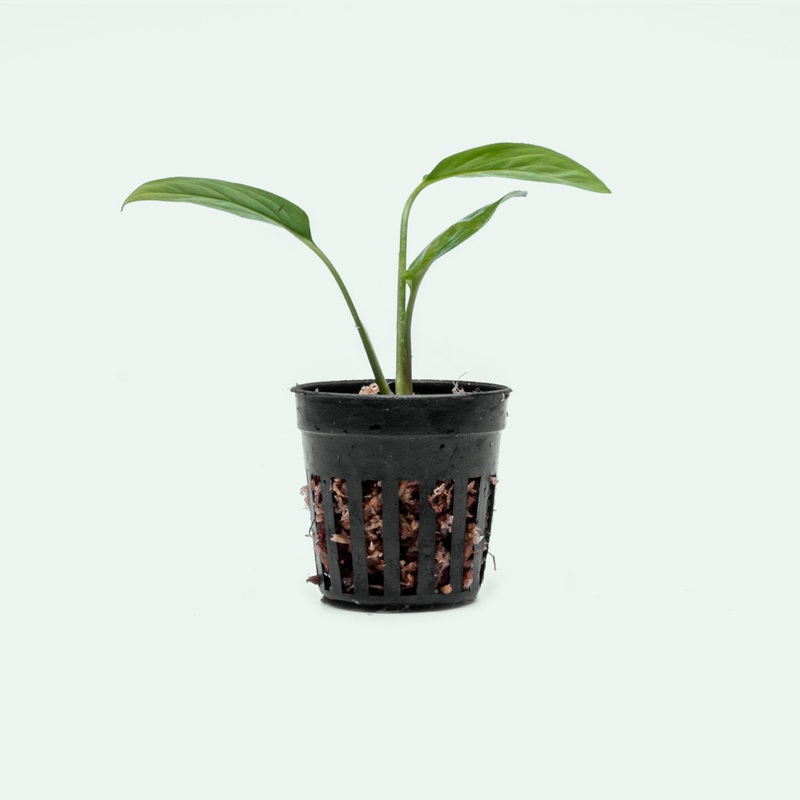 Monstera Adansonii Narrow – Bare Root