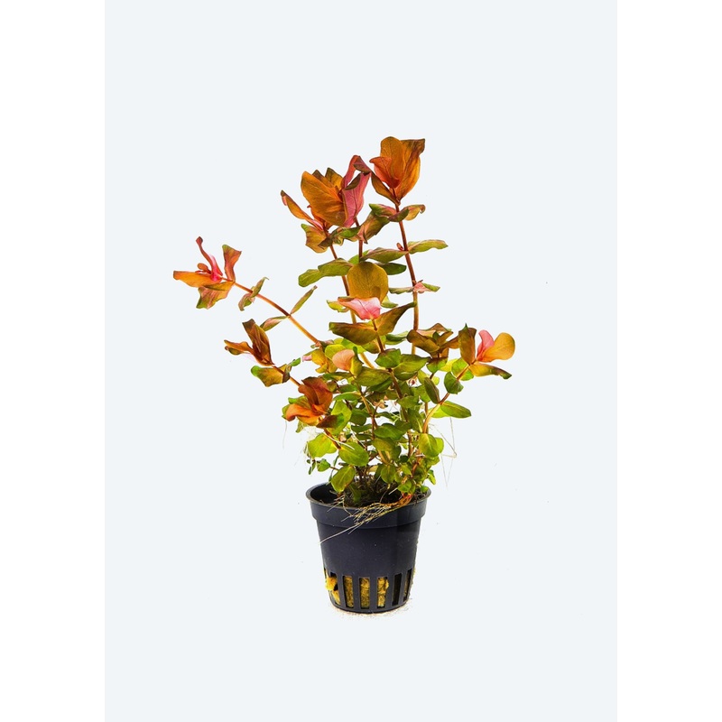 Rotala macrandra Big-leaf