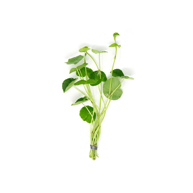 Brazilian Pennywort (Hydrocotyle leucocephala), Bunched