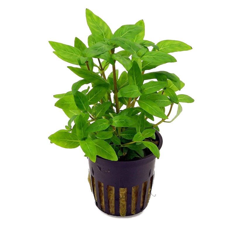 TCulture Staurogyne Repens (Pot/TC Cup)