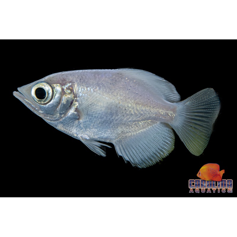 Archerfish – Burmese Clouded Platinum 2in
