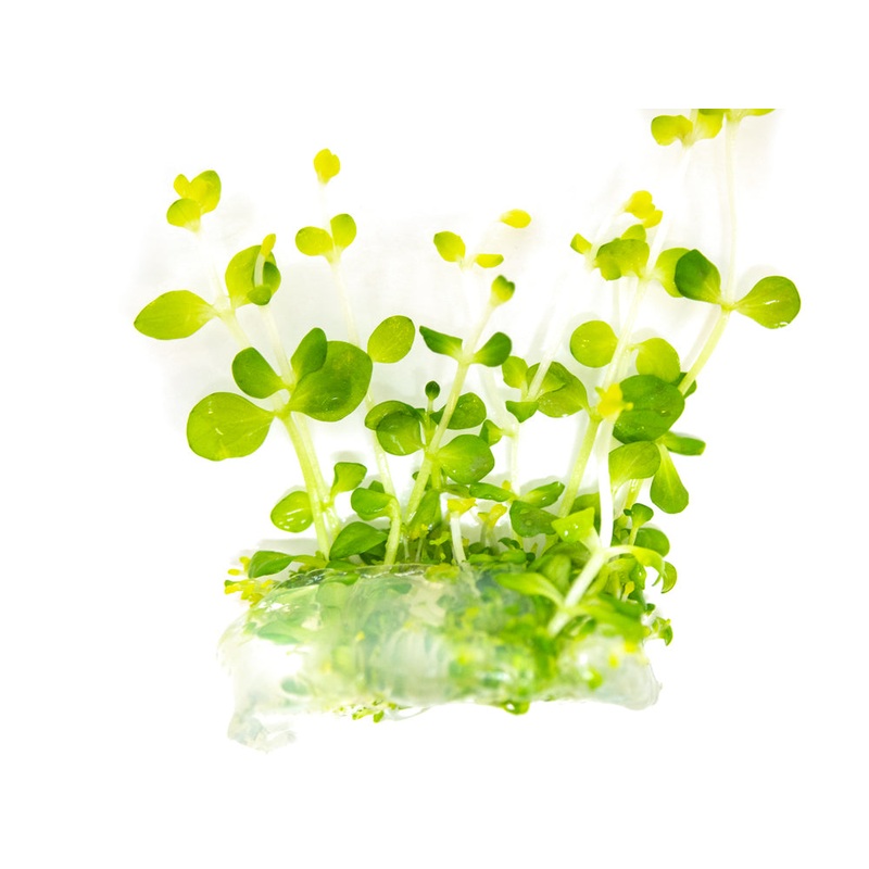 Roundleaf Lindernia (Lindernia rotundifolia) Tissue Culture