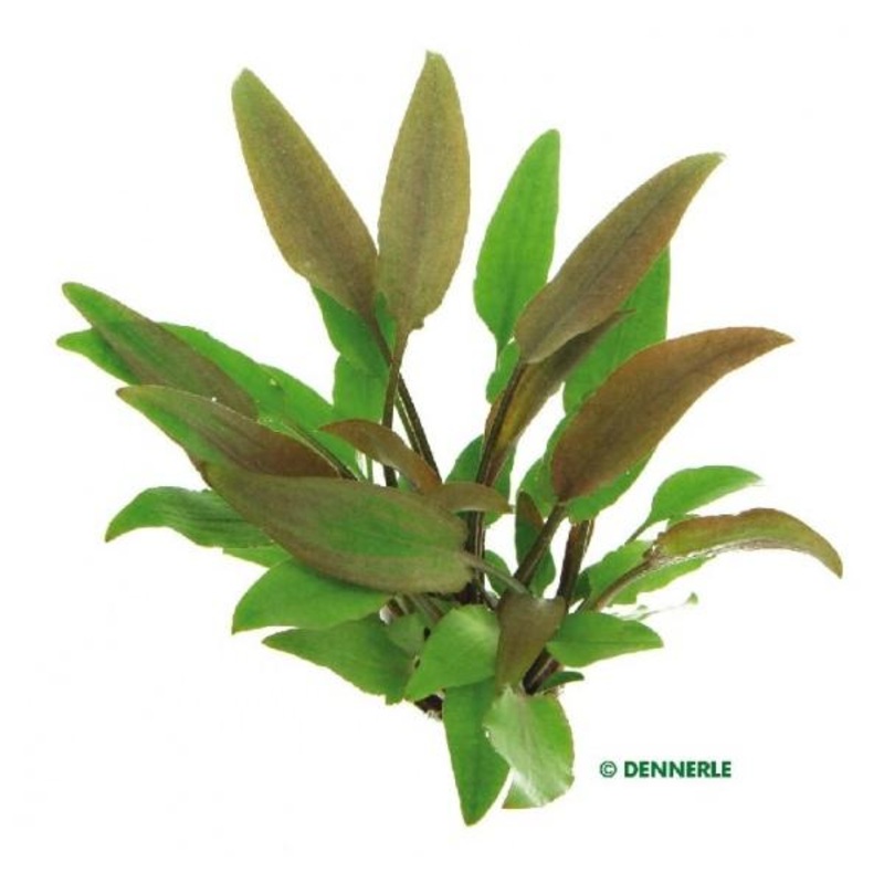 Dennerle Cryptocoryne lutea in Pot