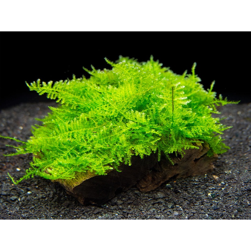 Taiwan Triangle Moss (Taxiphyllum alternans) on 3+ inch Driftwood