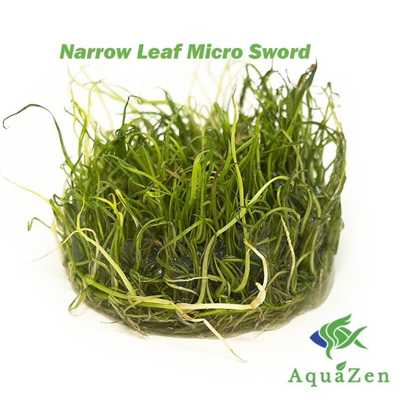 Narrow Leaf Micro Sword (Lilaeopsis mauritiana) Tissue Culture