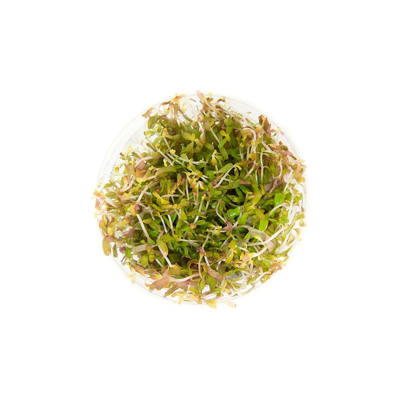 Rotala Vietnam H’ra (Rotala rotundifolia “Vietnam H’ra”) Tissue Culture