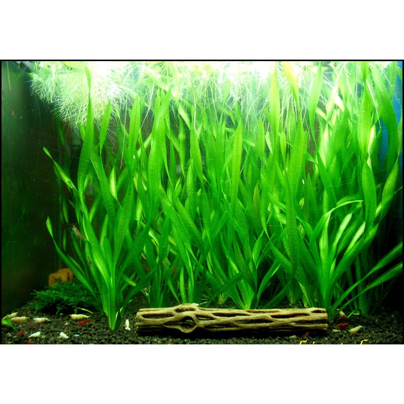 TCulture Vallisneria Spiralis (Pot)