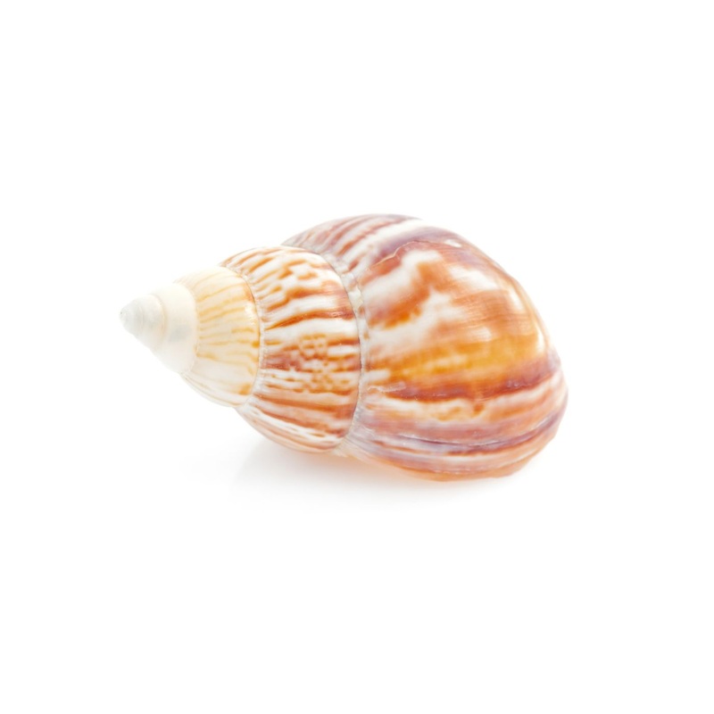 Hermit Crab Spare Shell – Jumbo
