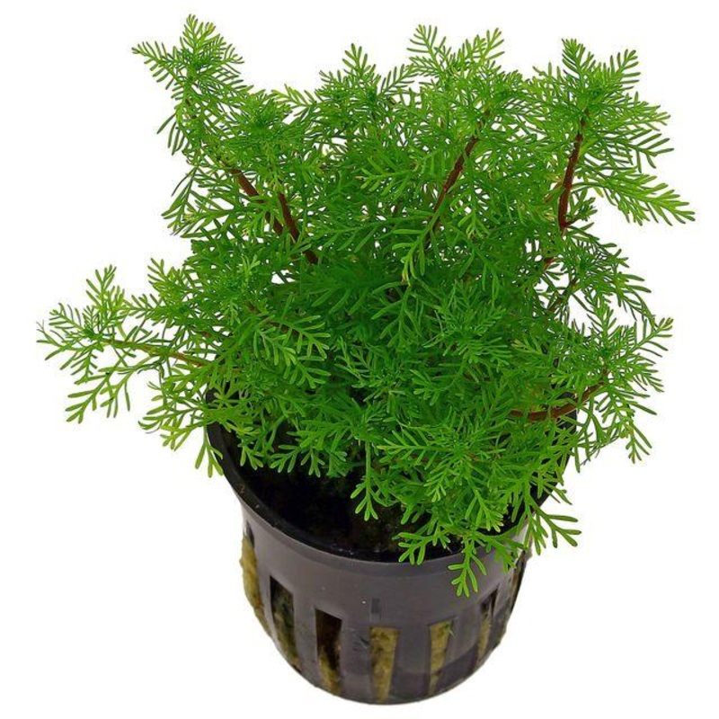 TCulture Myriophyllum Mattogrossense (Pot)
