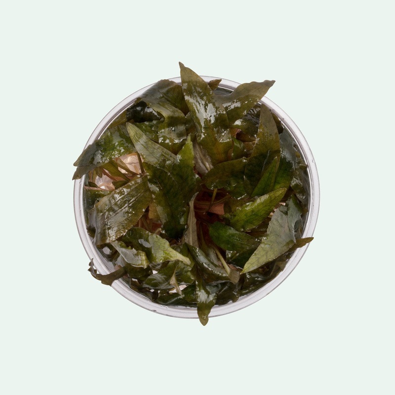 Cryptocoryne Tropica