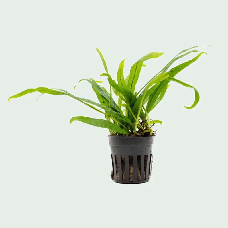 TCulture Microsorum Pteropus Philippine Mini (Pot)