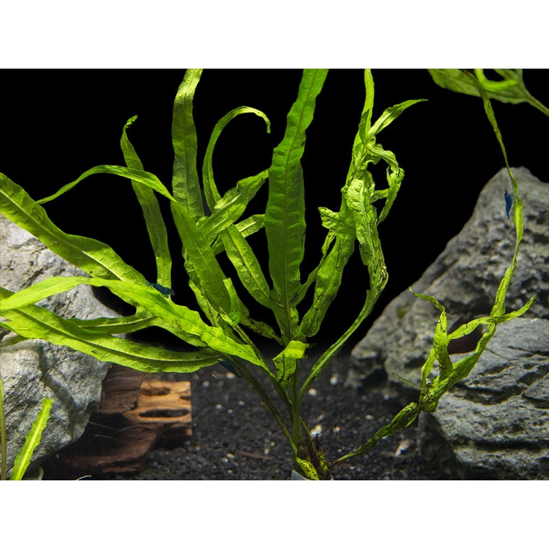 Trident Java Fern (Microsorum pteropus var. Trident), Bunch