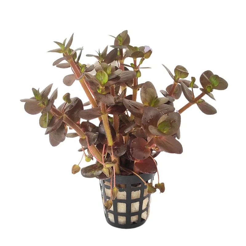 Bacopa Salzmannii ‘Purple’ (Pot/TC Cup)