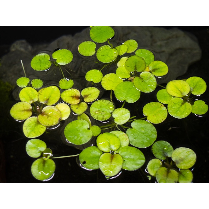 “Tiger Striped” Amazon Frogbit, Locally Grown!