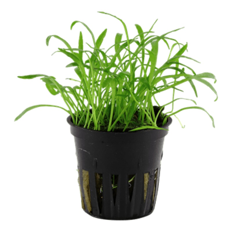 Tropica Lilaeopsis Brasiliensis in Pot