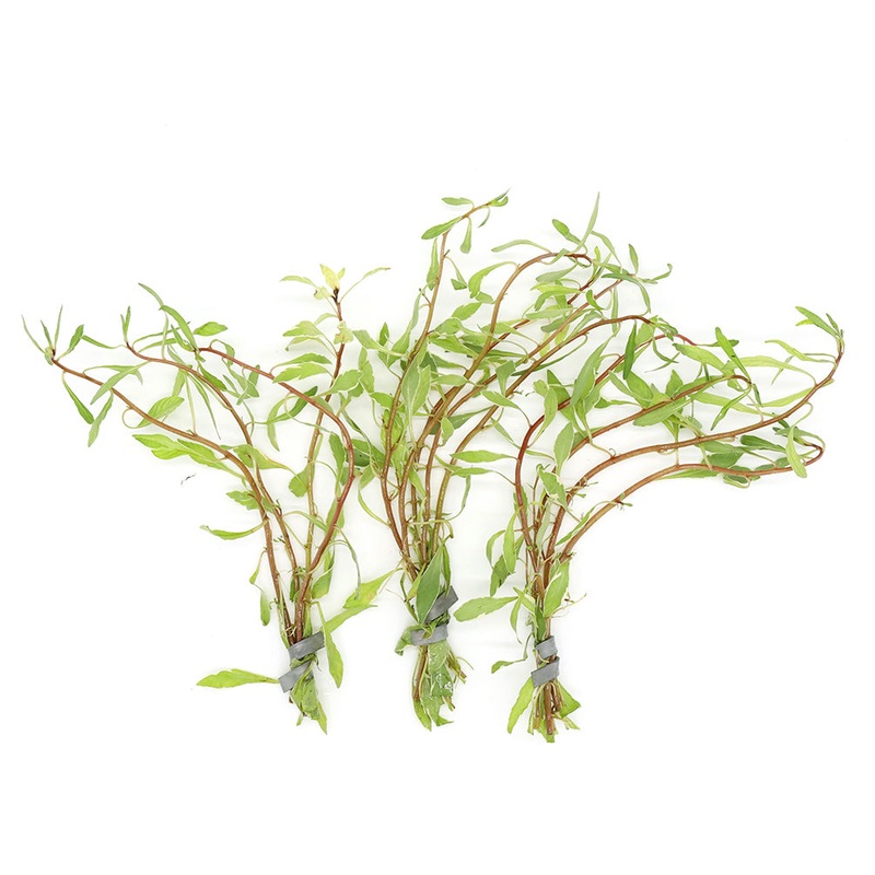 White Ludwigia (Ludwigia inclinata var. ‘White’) – Bunch