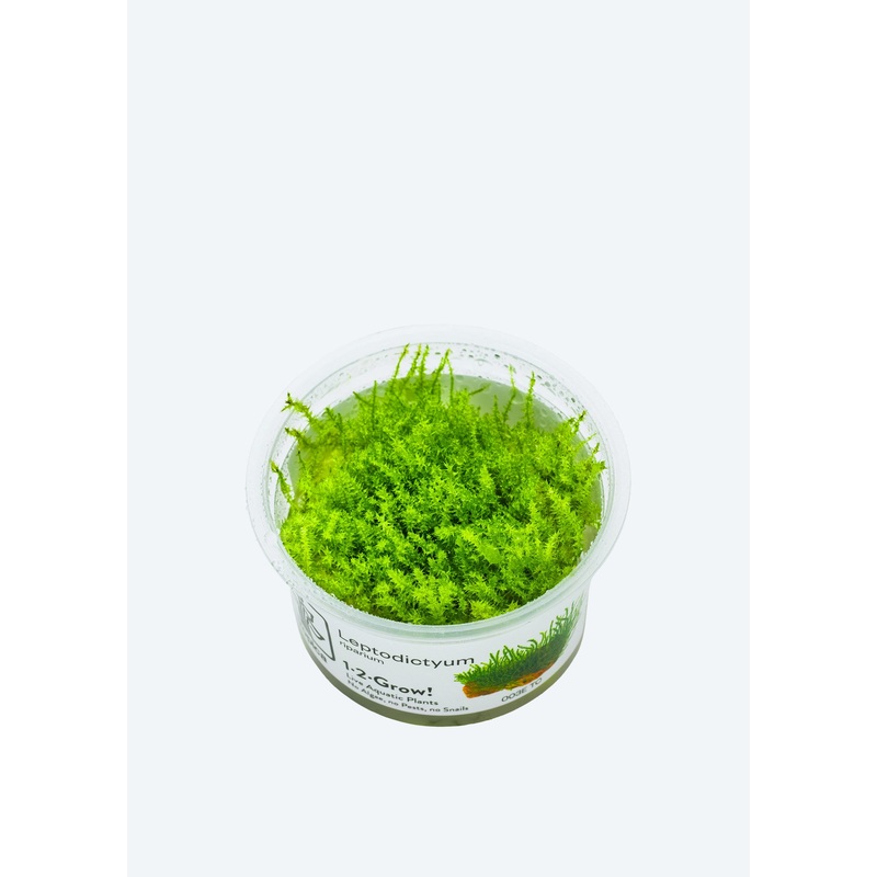 1-2-Grow! Leptodictyum riparium