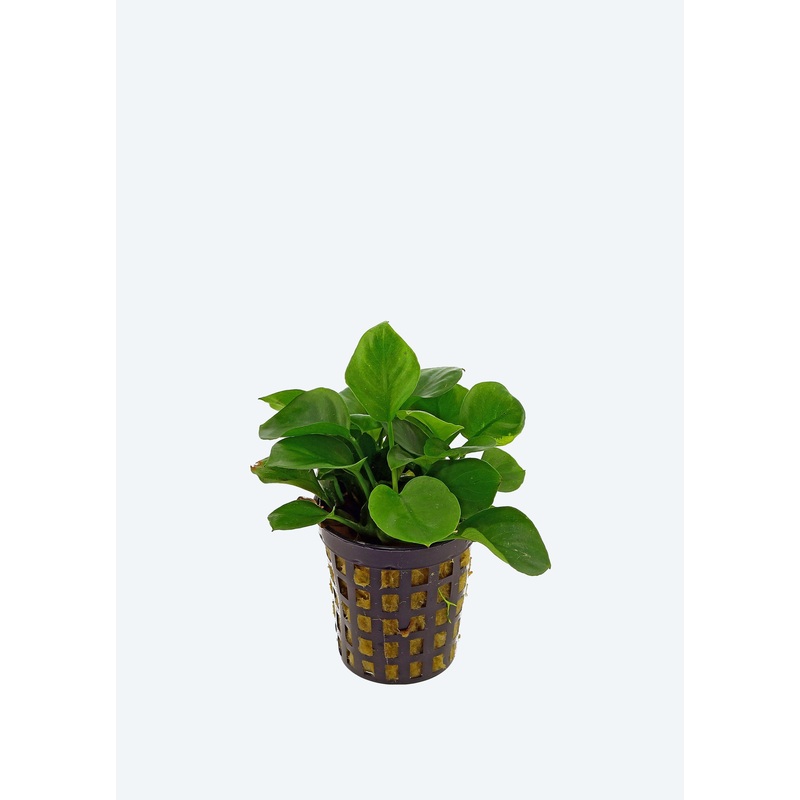 Anubias barteri Round Leaf
