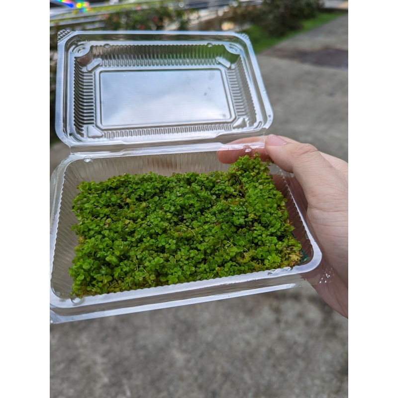 TCulture Monte Carlo pad (15 x 8cm)