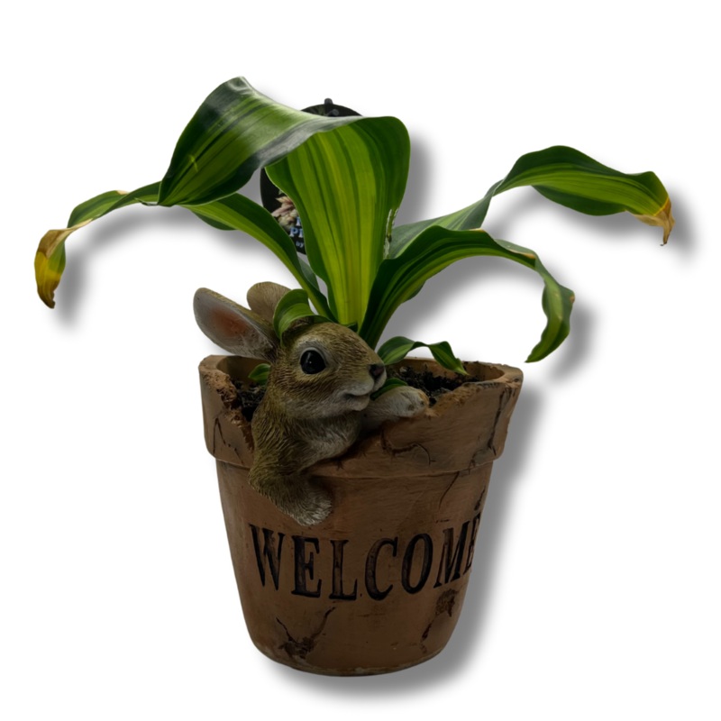 Terrarium Plant – Novelty Planter Rabbit