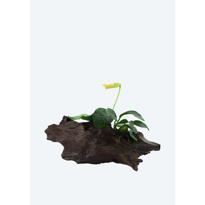Anubias var. nana on Wood