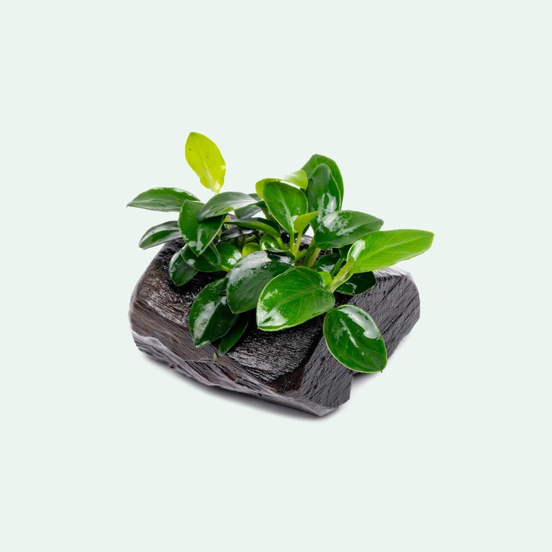 Anubias Nana Petite Driftwood