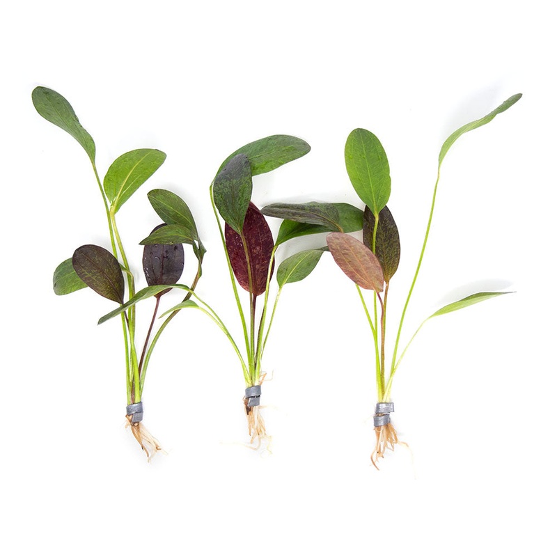 Red Flame Sword (Echinodorus schlueteri x E. barthii hybrid) – Bare Root