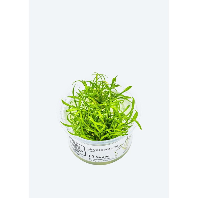 1-2-Grow! Cryptocoryne parva