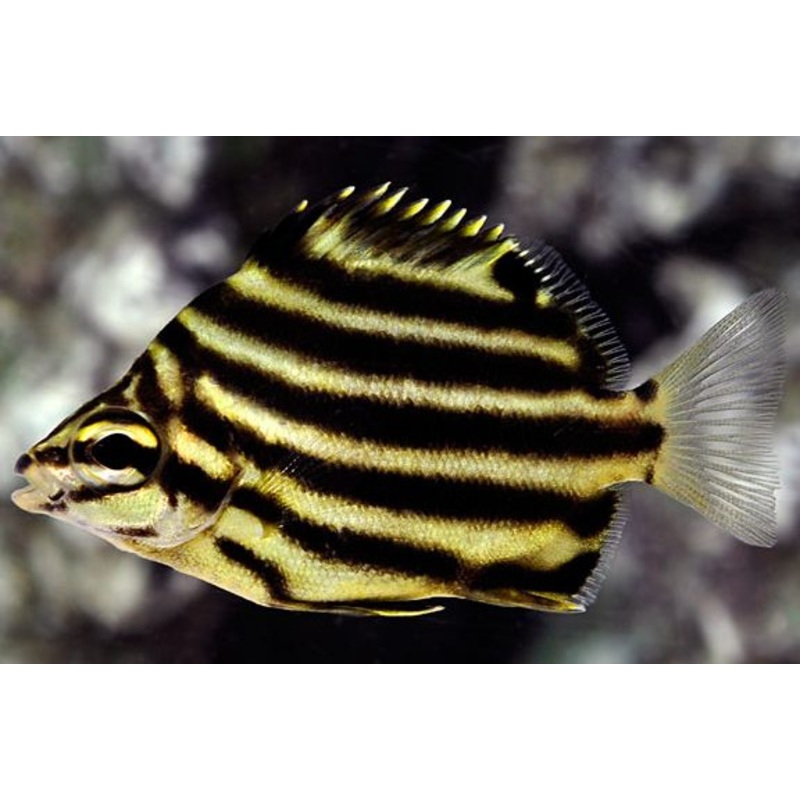 Australian Stripey Small 4-7cm