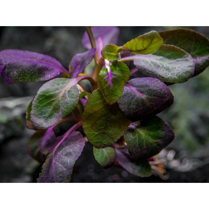 Cardinal Plant aka Cardinal Flower (Lobelia cardinalis)
