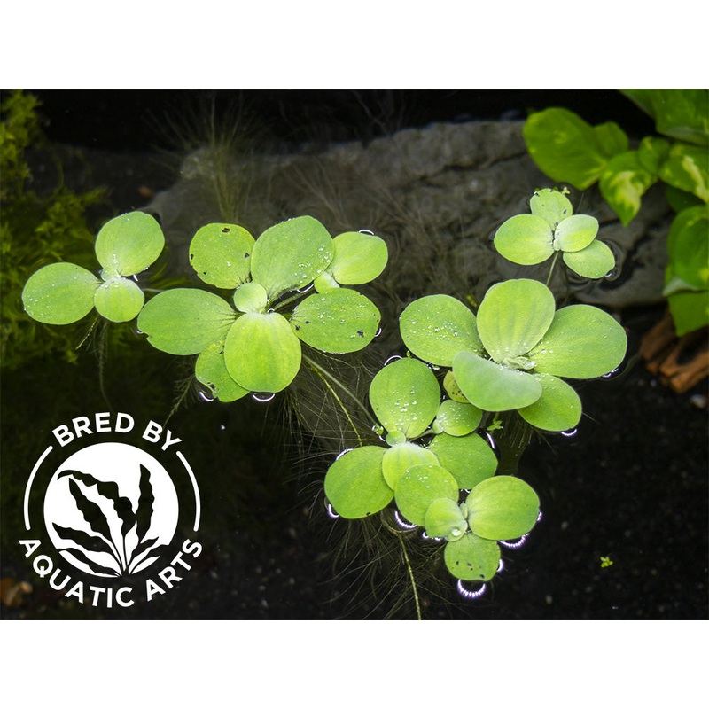 Dwarf Water Lettuce (Pistia statiotes),  Grown!