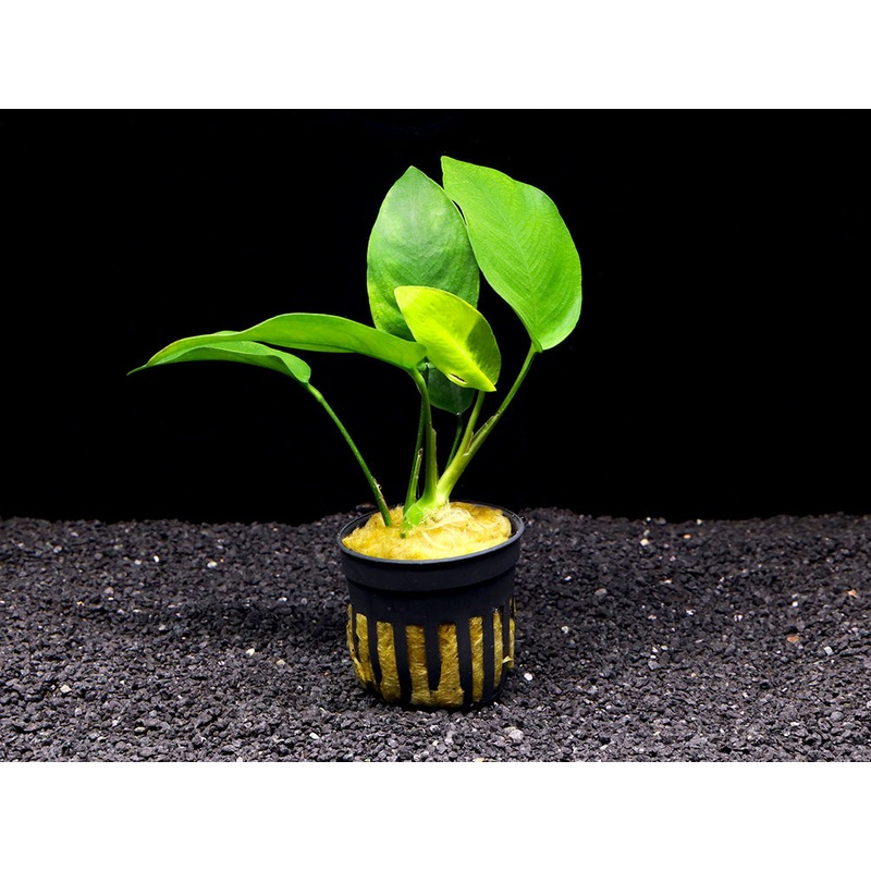 Nana Anubias Tropica (Anubias barteri var. nana ‘Tropica’)