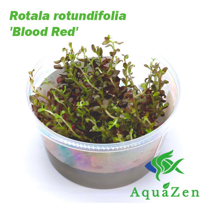 Rotala rotundifolia ‘Blood Red’ – Tissue Culture