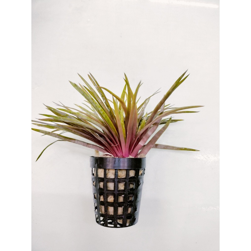 TCulture Eriocaulon Red (Pot)