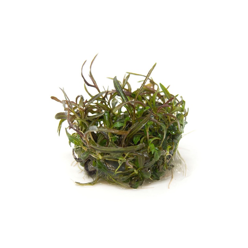 Araguaia Hygro (Hygrophila lancea “Araguaia”) Tissue Culture