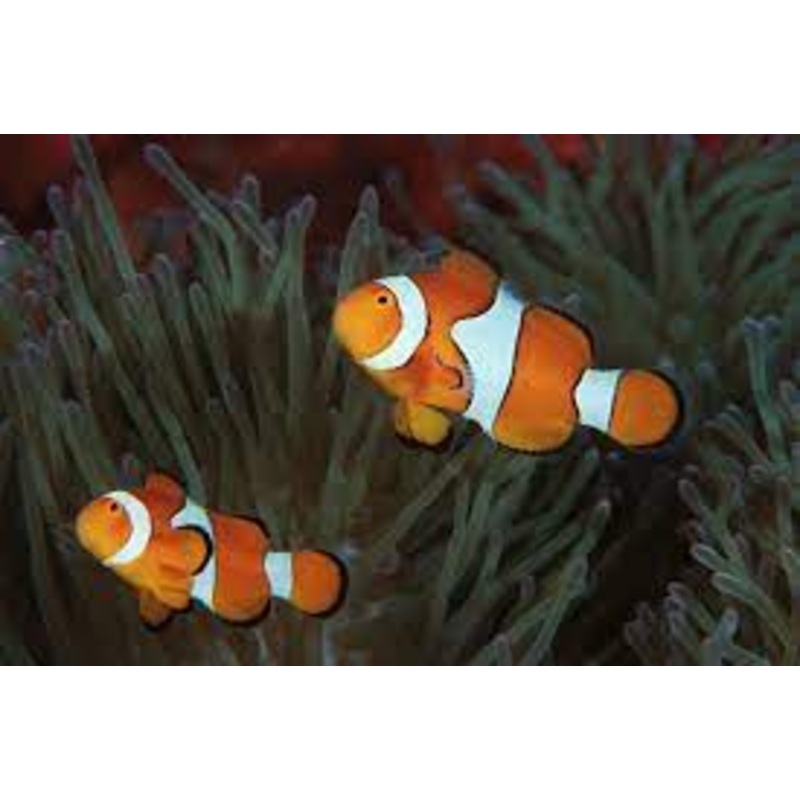 Barrier Reef Clownfish Pair