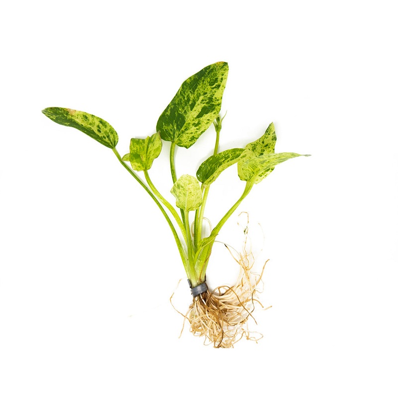 Marble Queen Radican Sword (Echinodorus cordifolius “Marble Queen”), bare root