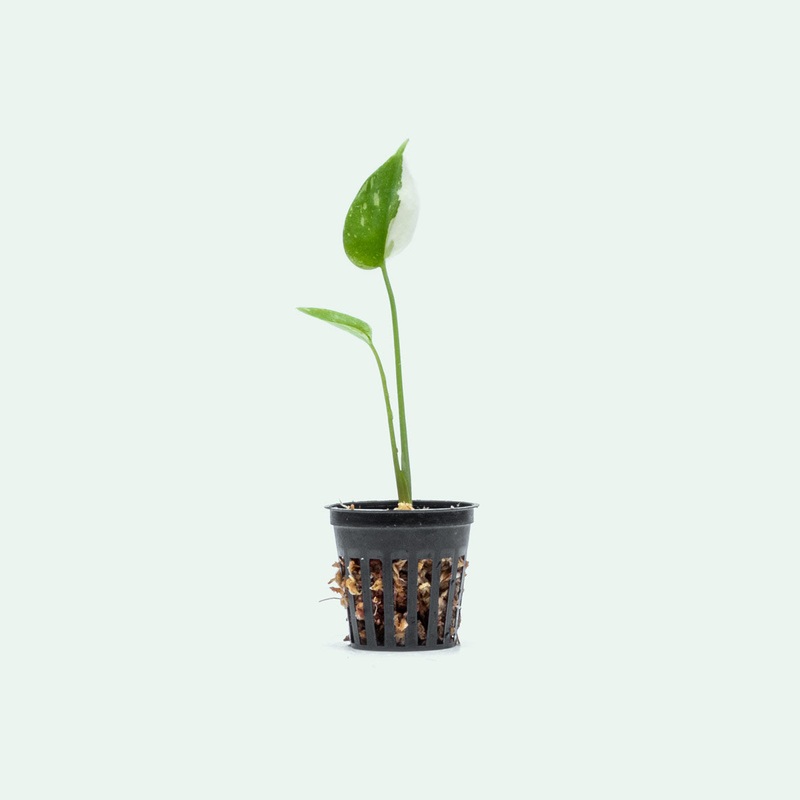 Monstera Thai Constellation – Bare Root