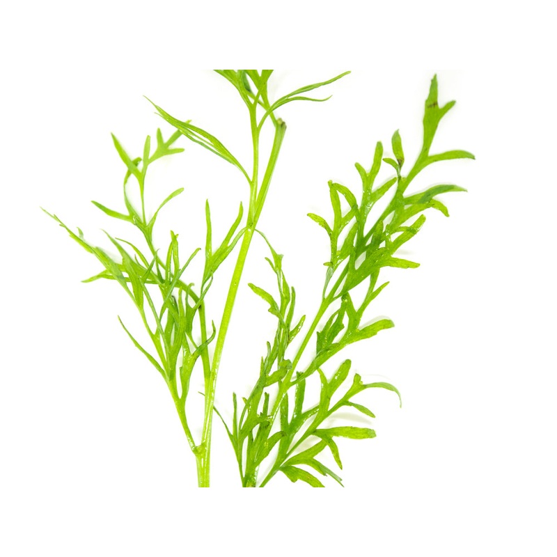 Water Sprite aka Indian Water Fern (Ceratopteris thalictroides)