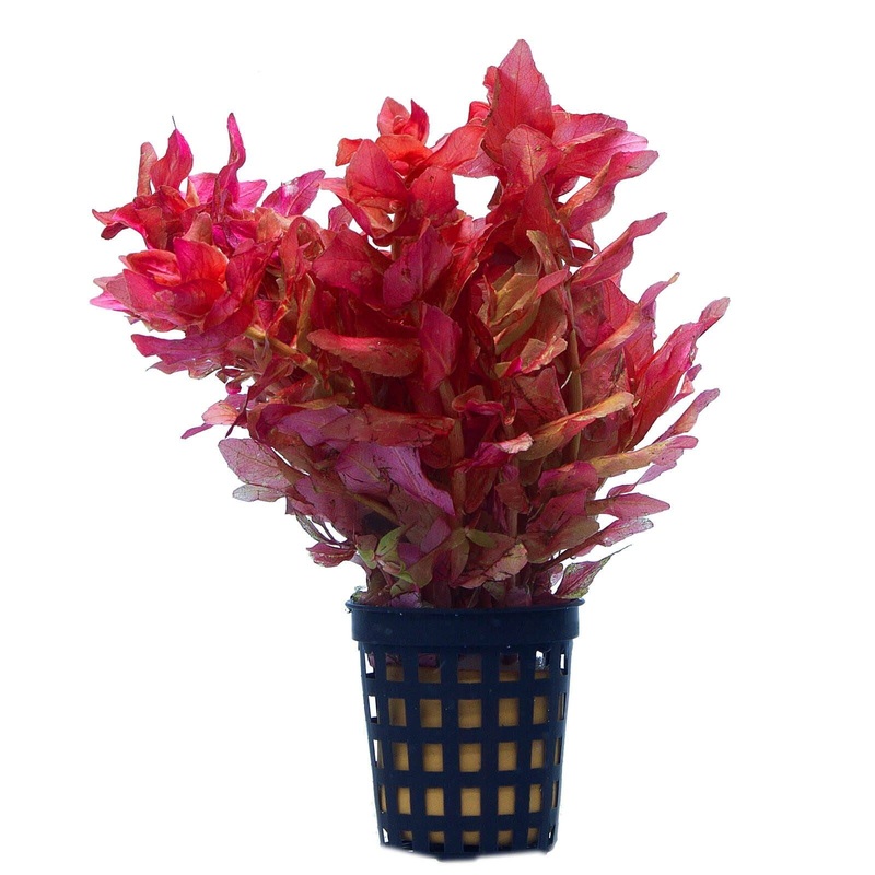 TCulture Rotala Macrandra (Pot/TC Cup)
