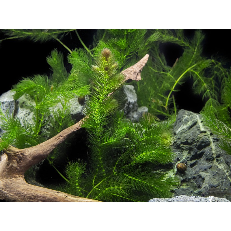 3 PLANT COMBO – Beginner Aquarium Plants: Hornwort, Duckweed, and Java Moss