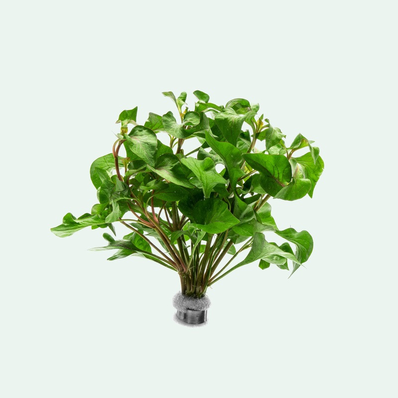 Alternanthera Tricolor