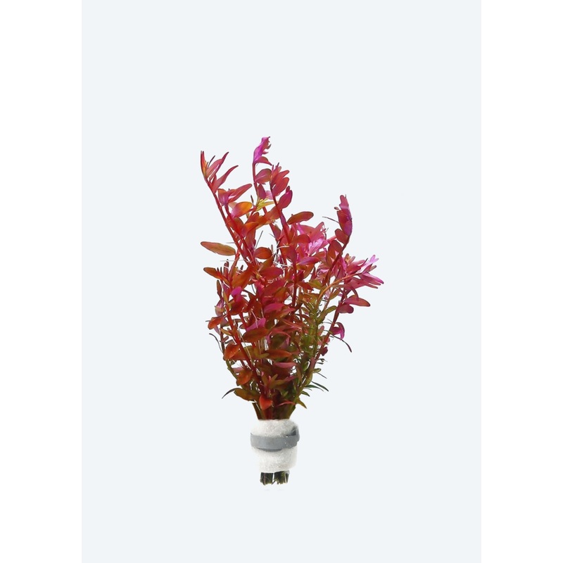 Rotala rotundifolia Blood Red