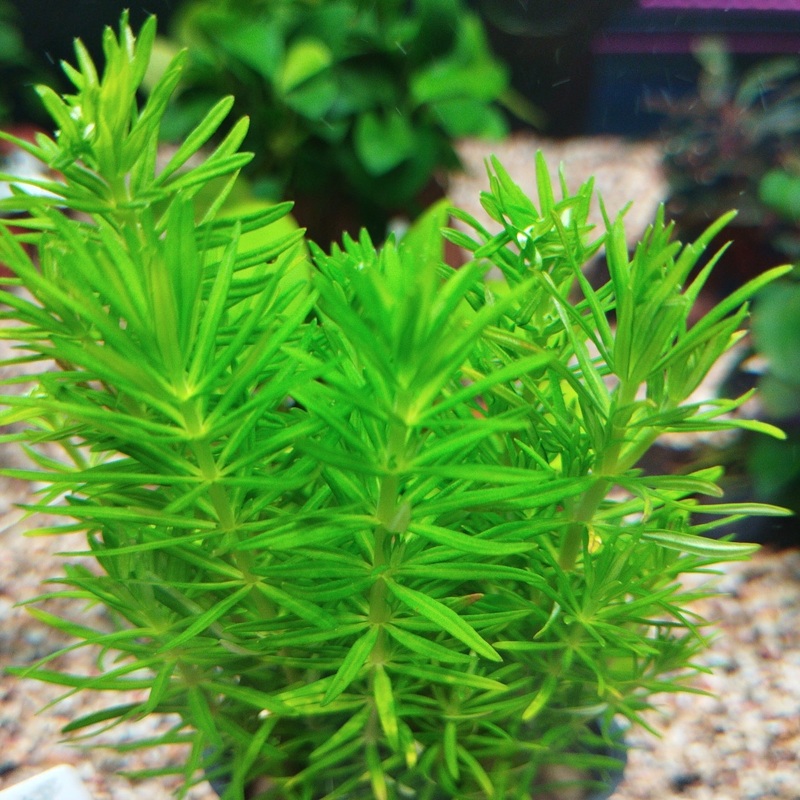 TCulture Pogostemon erectus (Pot/TC Cup)