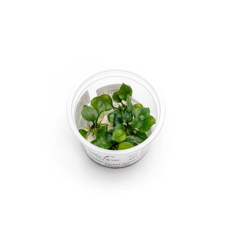 Anubias Barteri ‘Round Leaf’ Aquatic Farmer Tissue Culture