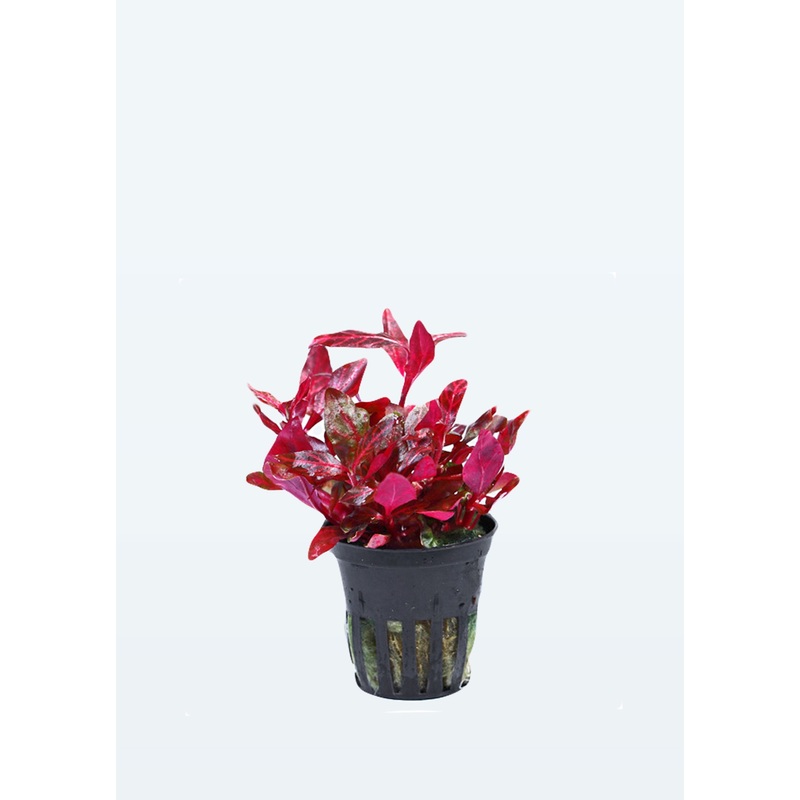 Alternanthera reineckii ‘Rosanervig’