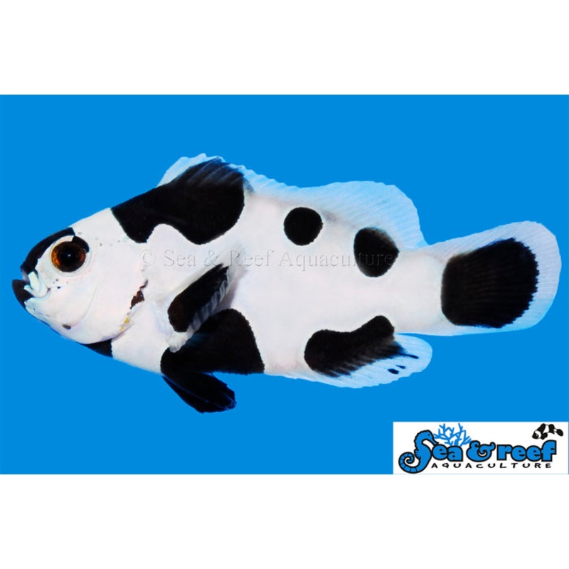 Clown – Storm Black