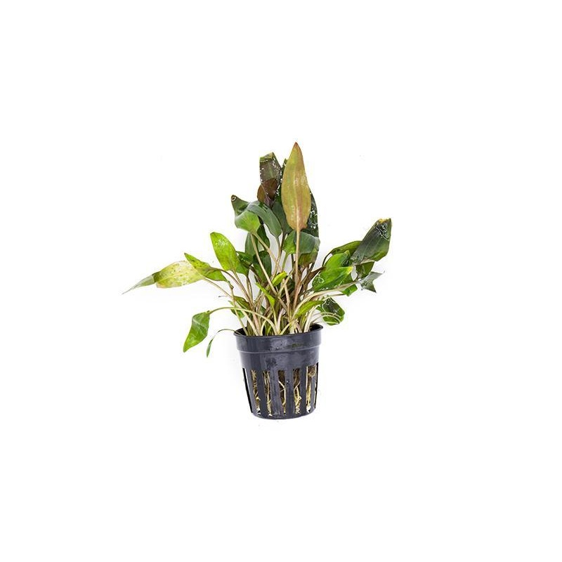 Cryptocoryne Walkeri