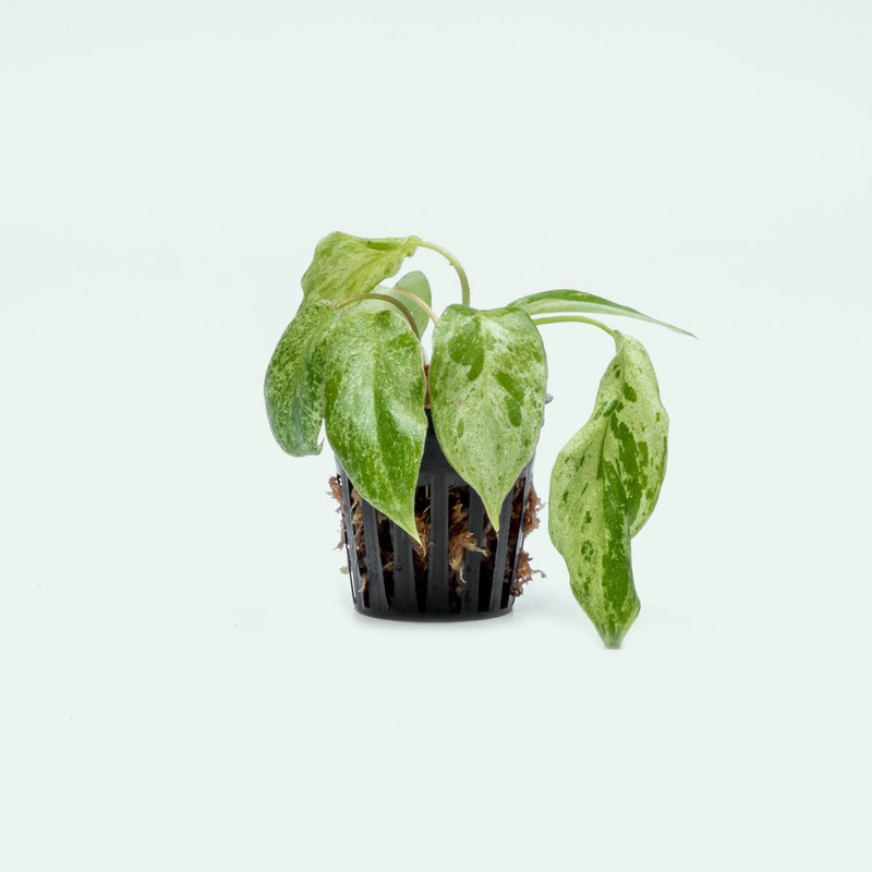 Philodendron Paraiso Verde – Bare Root
