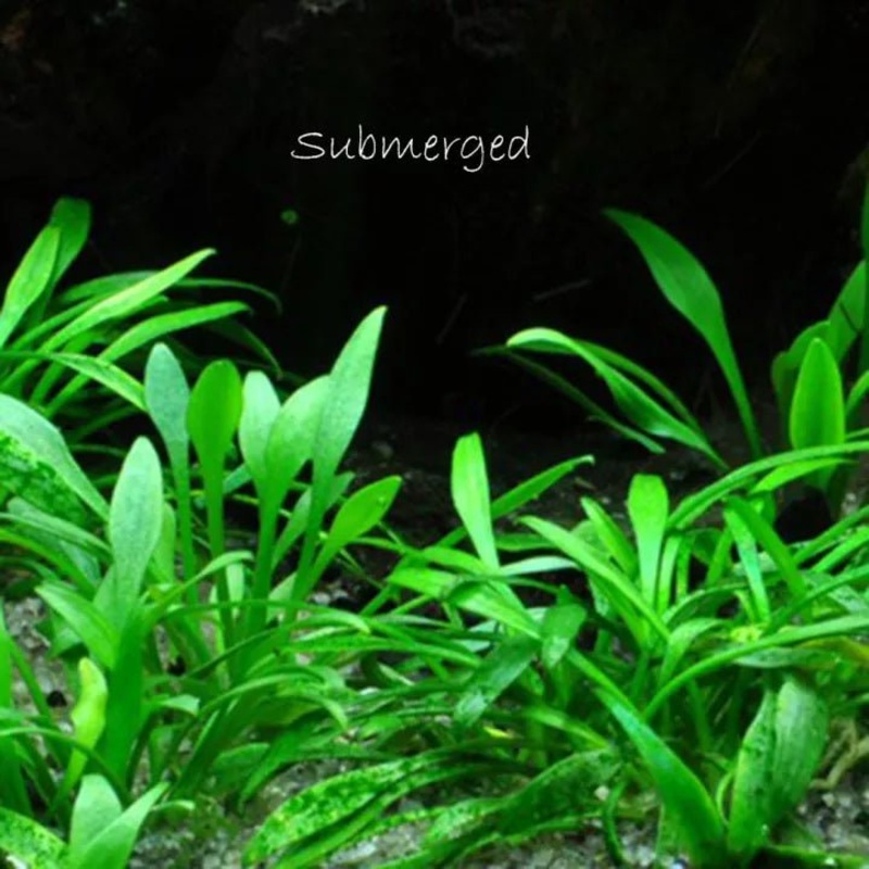 TCulture Cryptocoryne Parva (Pot/TC Cup)